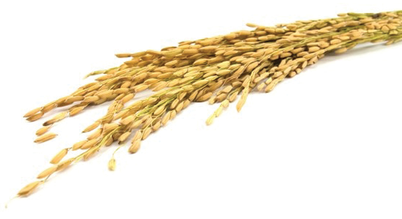 palay rice