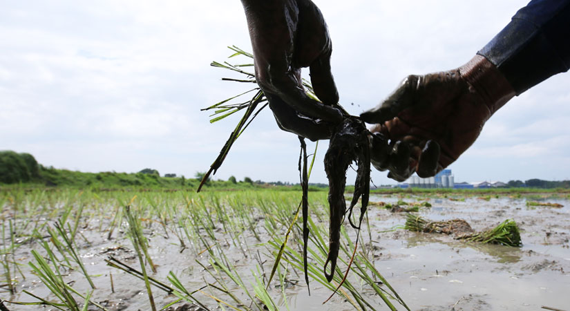 rice farmers