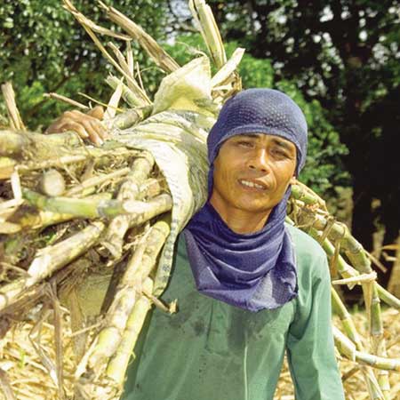 sugarcane farmer