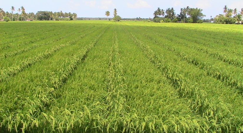 rice farm