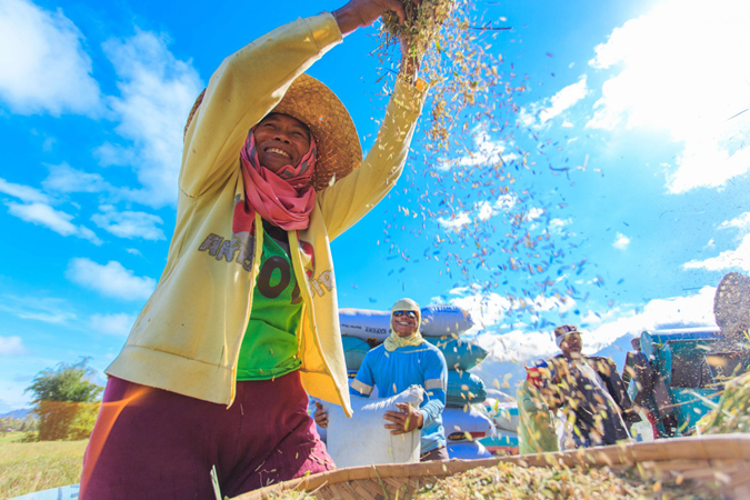 rice farmers