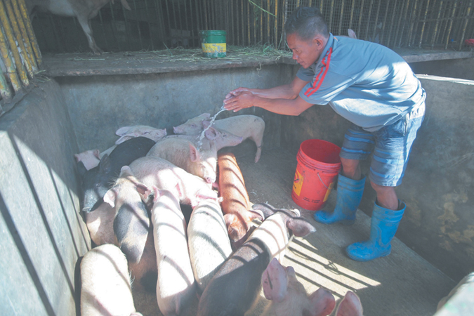 hogs pigs African Swine Fever (ASF)