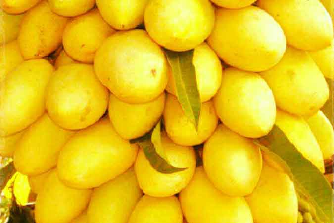 mangoes