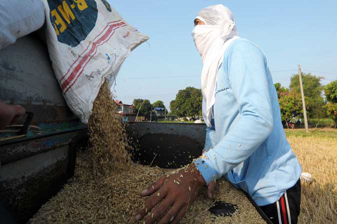 palay rice grains