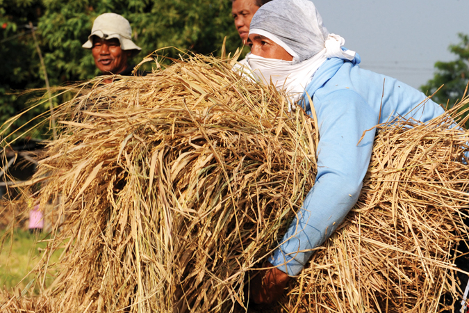 rice farmer