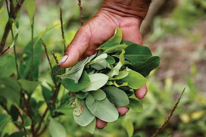 Colombia cocoa