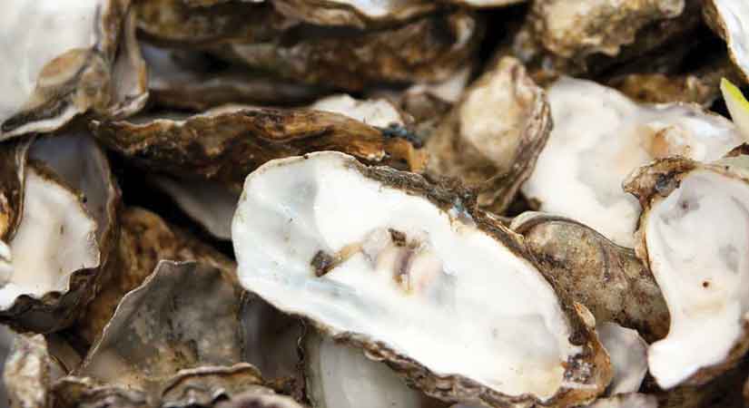 oysters shellfish