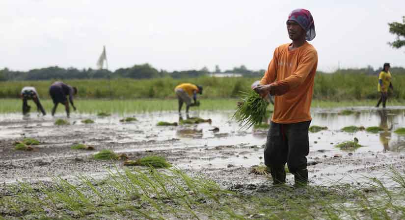 rice farmer