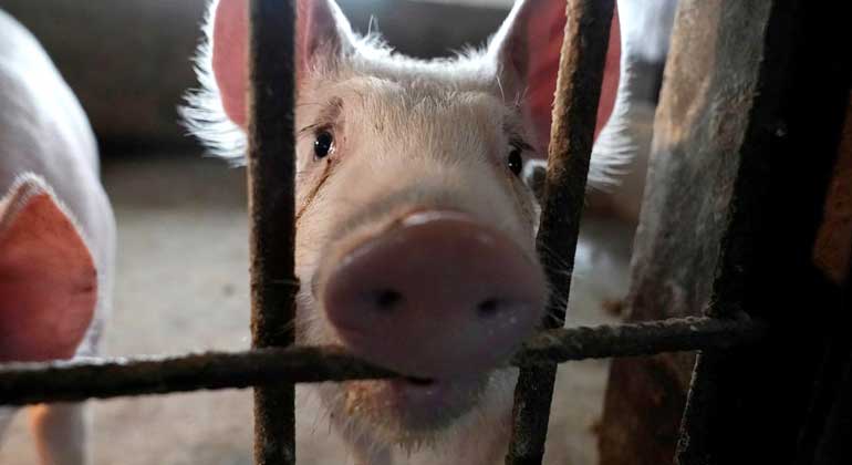 Pigs-swine-reuters