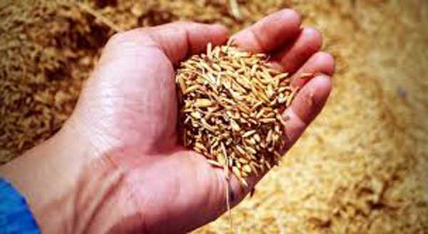 palay-filefoto