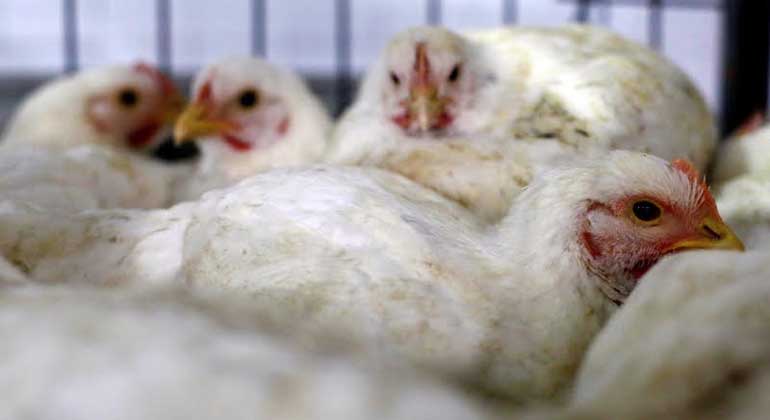 chicken-reuters