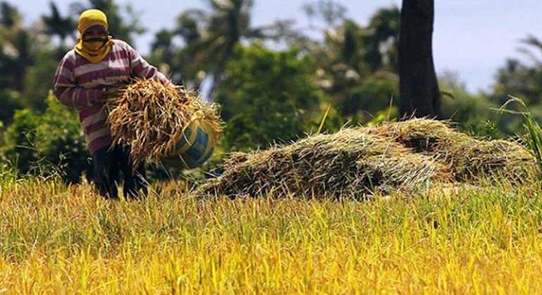 rice-farmer-philstar