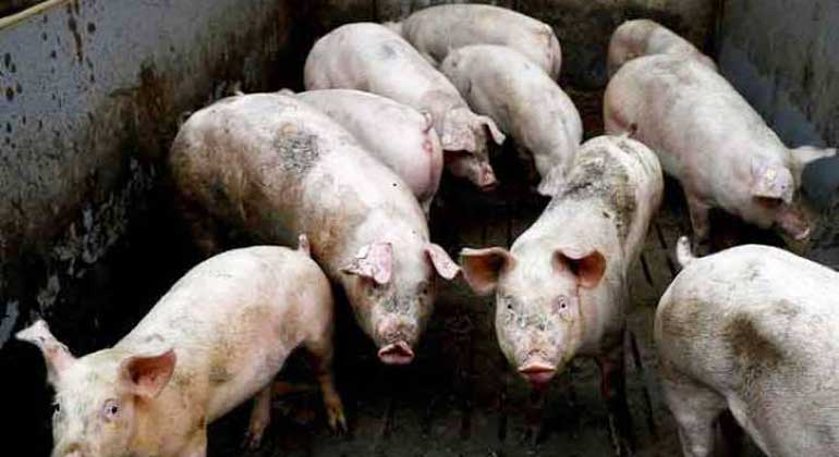 swine-hog-pig