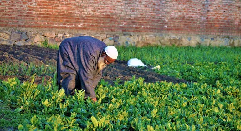farmer-crop