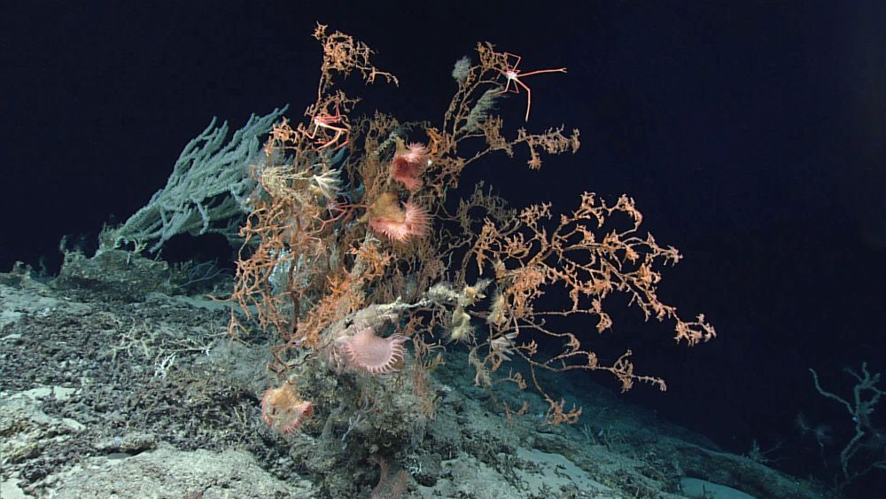 Windows to the Deep 2019