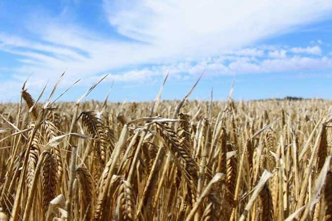 crop-barley field