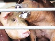 AI decodes oinks and grunts to keep pigs happy
