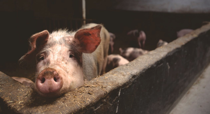 pig-hog-102218