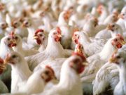 China reports first human case of H10N3 bird flu