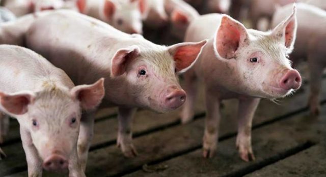 hogs-pigs-070319