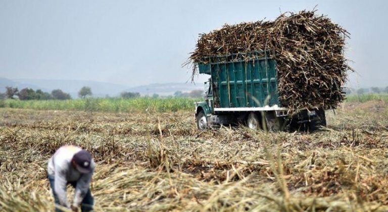sugarcane-102819