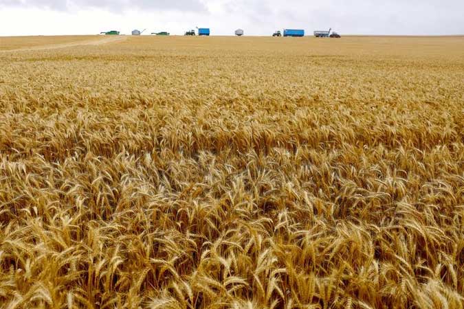 Australia-wheat-reuters