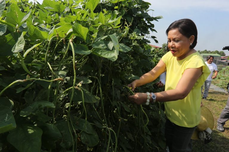 Food grown close to home: Urban Farming flourishing during pandemic
