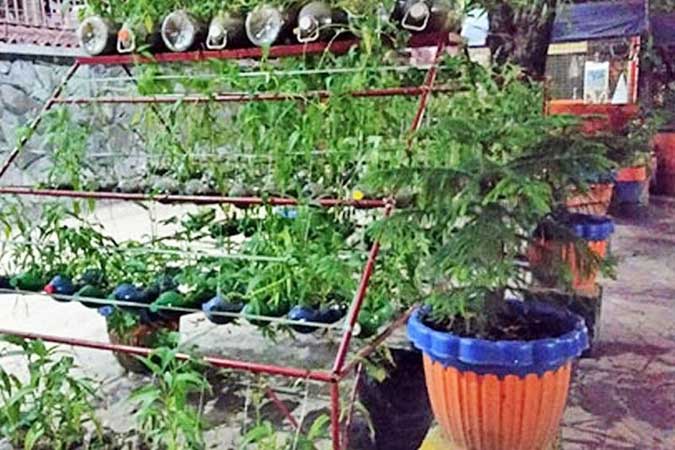 Urban-garden-plant