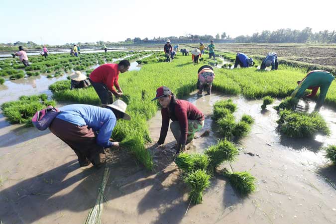 farmer-rice-2
