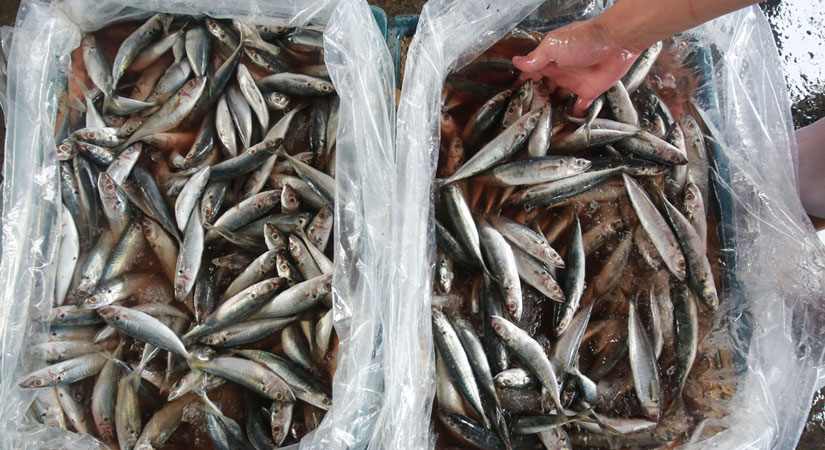 galunggong-fish-101018