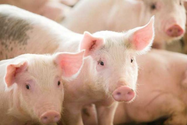 pigs-hogs-swine
