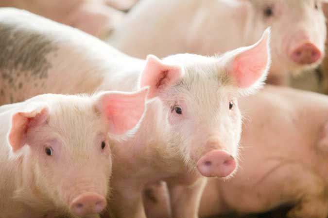 pigs-hogs-swine