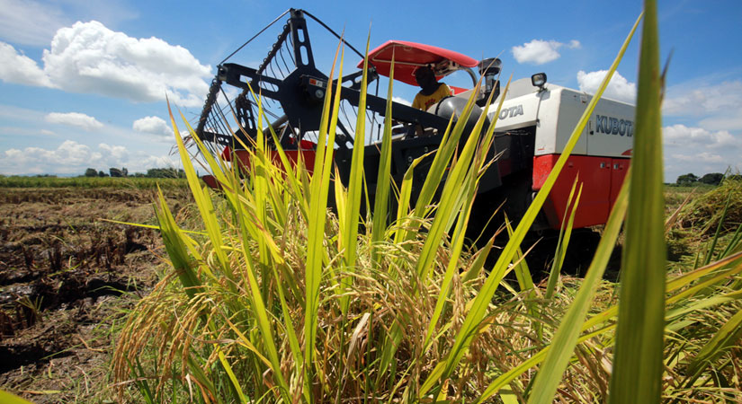 rice-palay-harvest-012319