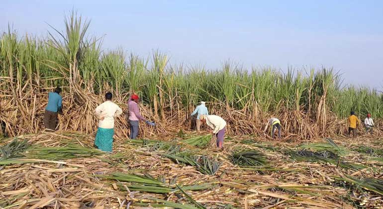 sugar-harvest-reuters