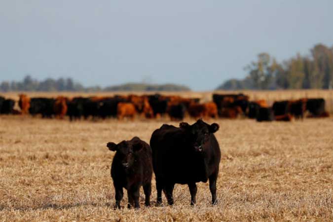 Argentina-Cows