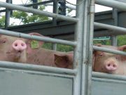 US to train local staff vs African Swine Fever