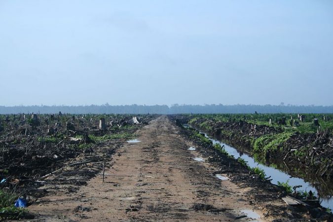 Riau palm oil