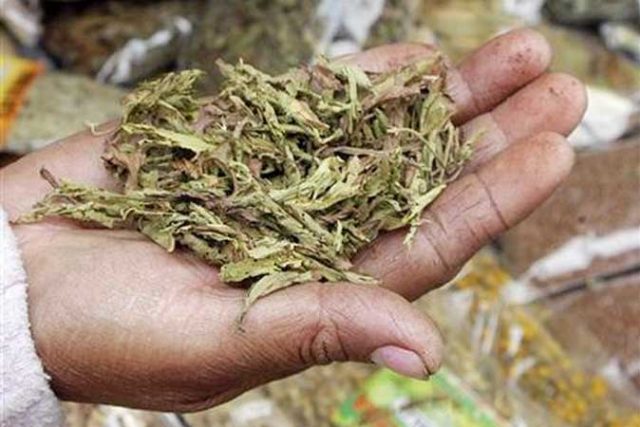 Stevia