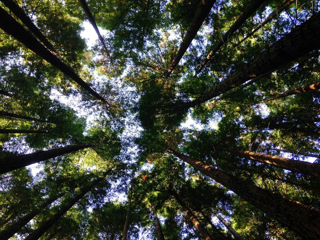 angela-benito-WgGJjGN4_ck-unsplash (1)