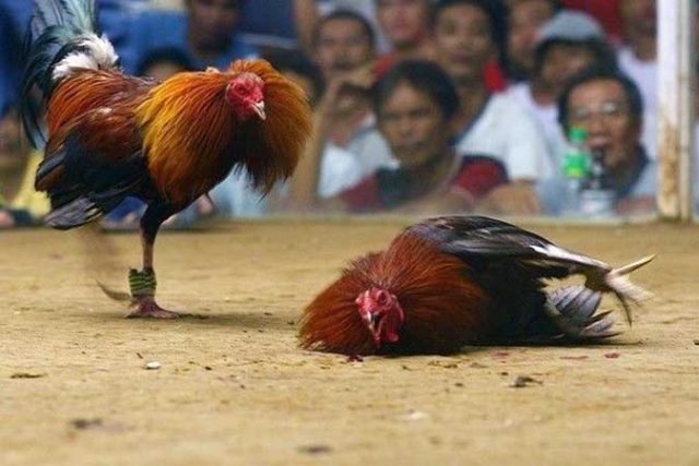 cockfighting