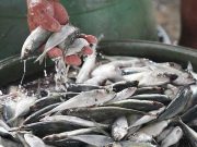 Rice, fish prices up, meat down in mid-March