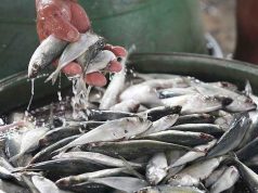 Rice, fish prices up, meat down in mid-March