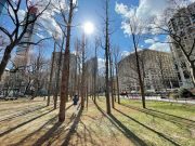 Artist Maya Lin’s Ghost Forest rises in New York