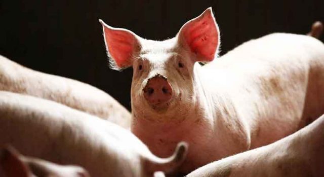 hogs-pigs-062619