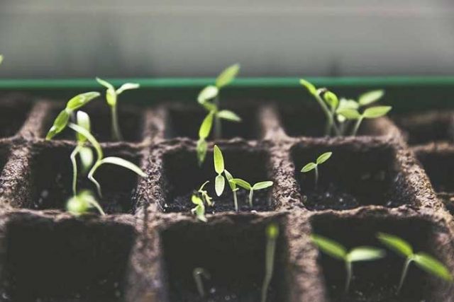 indoor-gardening