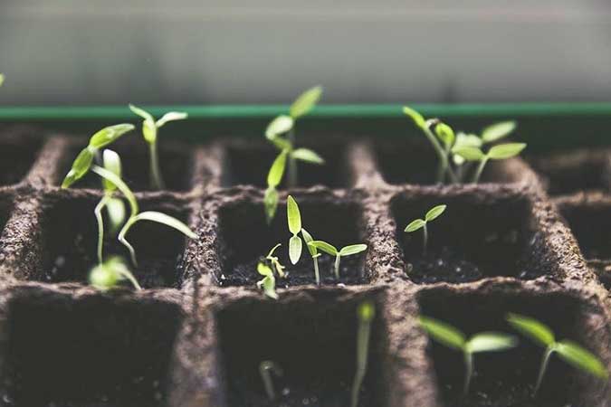 indoor-gardening