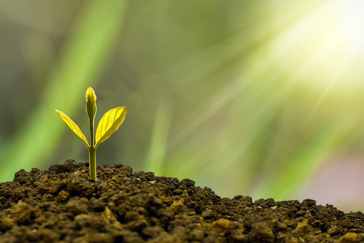 tree-plant-investment-5241253_1280