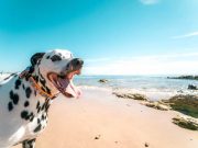Beat the Heat: Keep pets safe from overheating this summer