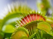 Singapore researchers control Venus flytraps using smartphones