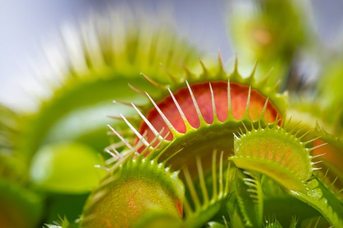 venus-fly-trap